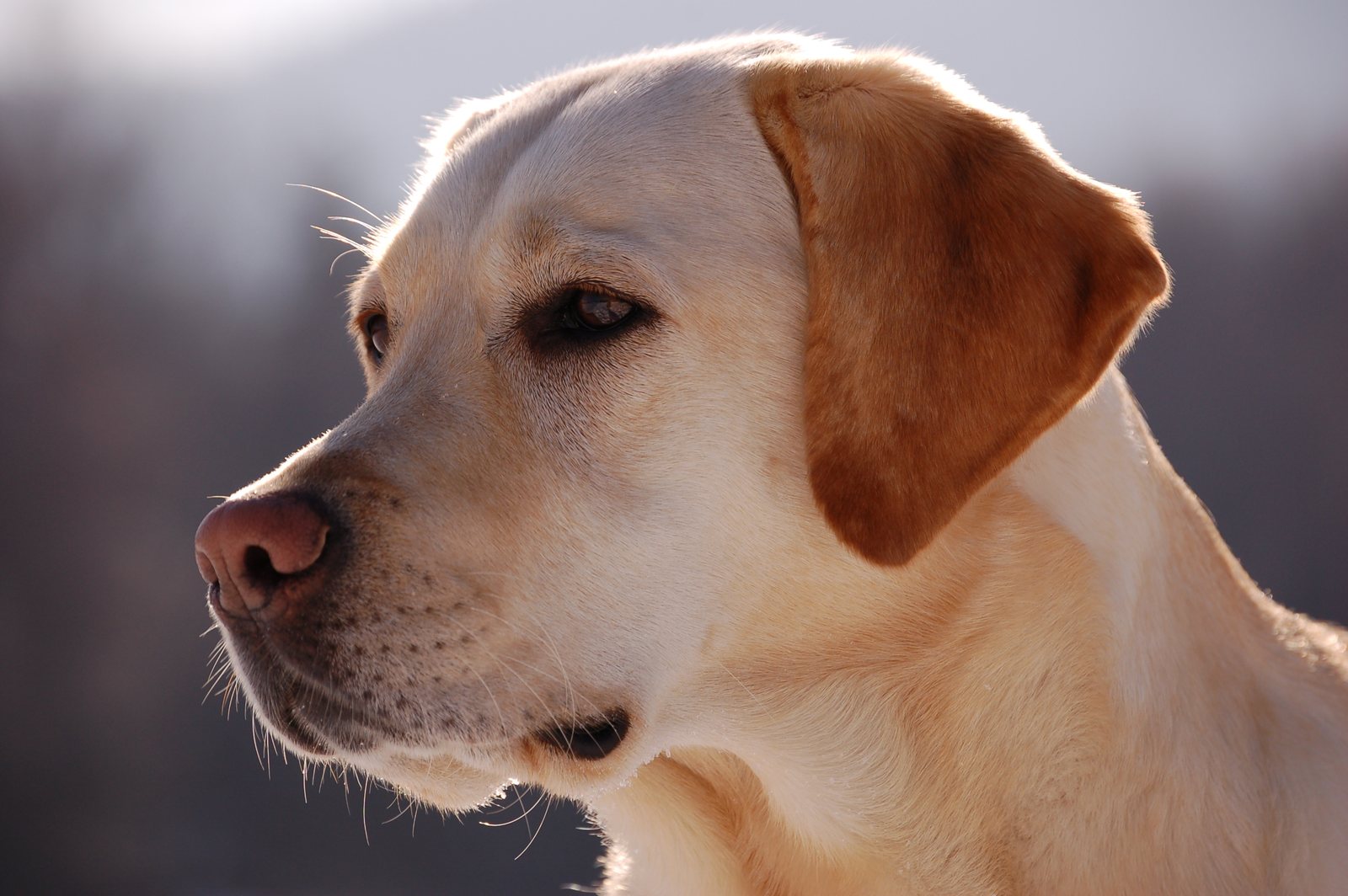 A dog living well with the help of OST-HER2 immunotherapy