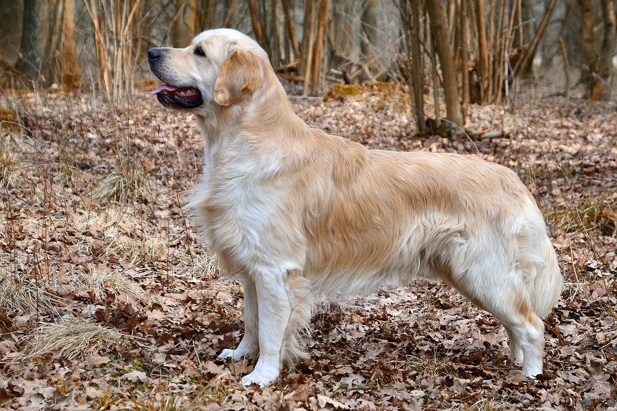 A large-breed dog, the population most affected by osteosarcoma