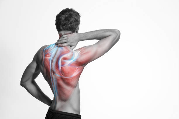 Illustration of human back musculature
